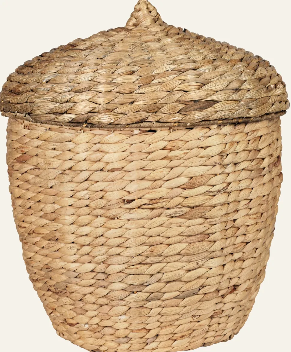 Acorn kori suuri luonnonväri