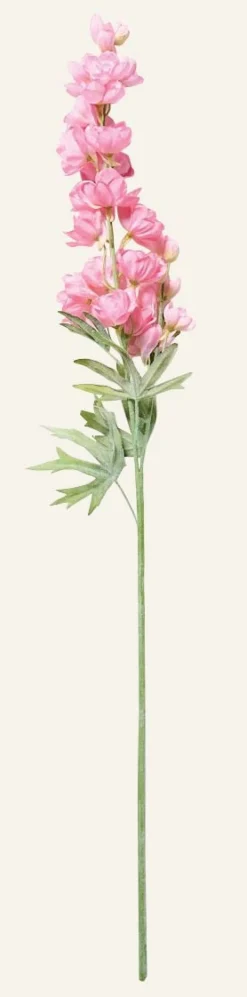 Delphinium L kukka roosa