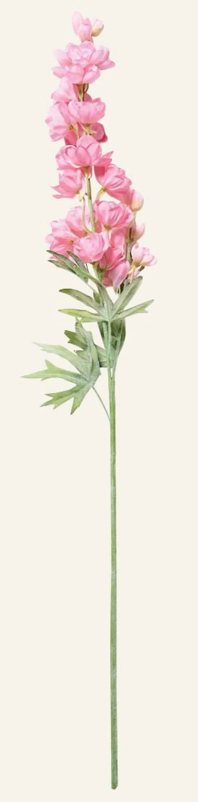 Delphinium L kukka roosa