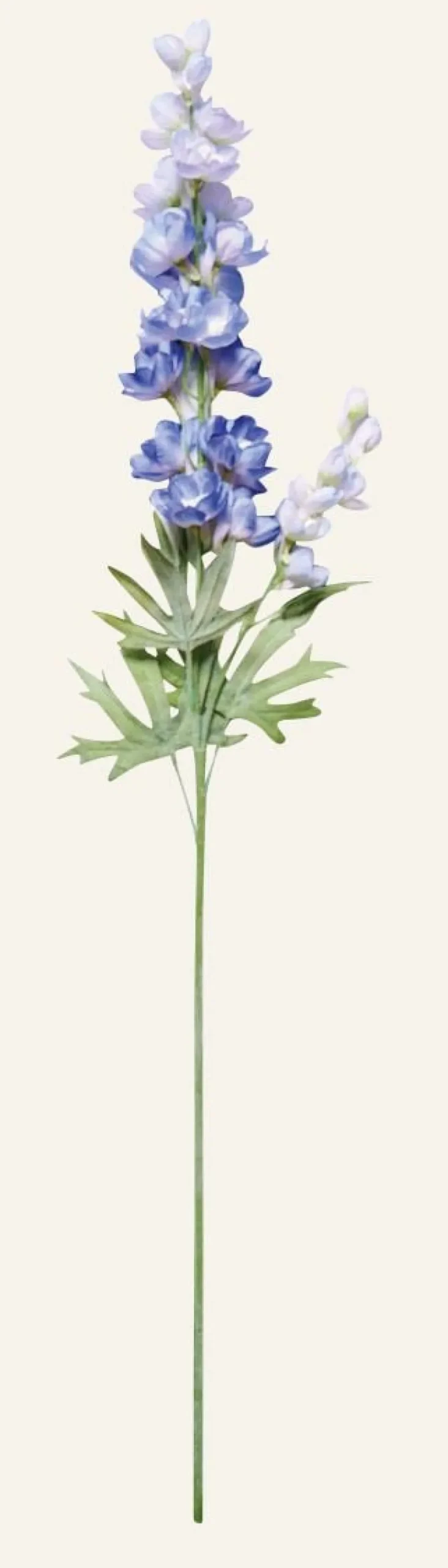 Delphinium L kukka sininen