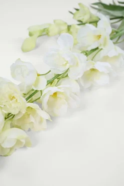 Delphinium L kukka valkoinen
