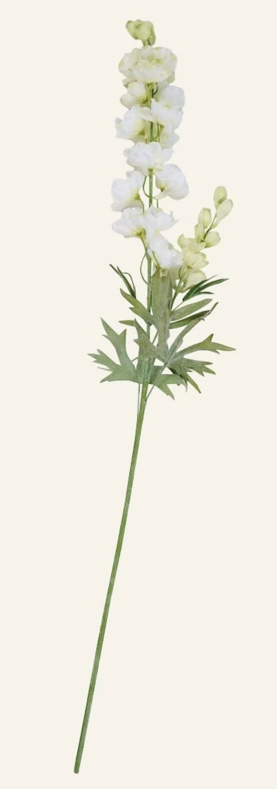 Delphinium L kukka valkoinen