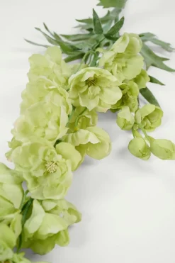 Delphinium L kukka vihreä