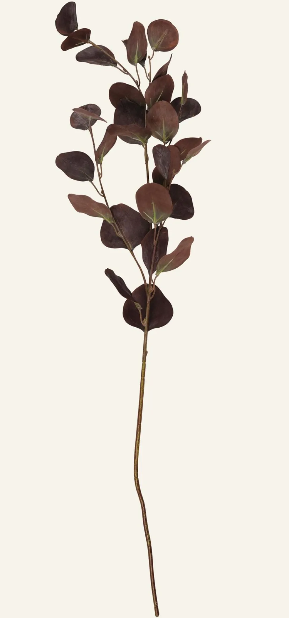 Eucalyptus big oksa tummanruskea