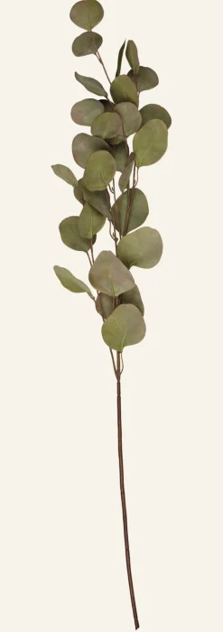Eucalyptus big oksa vihreä