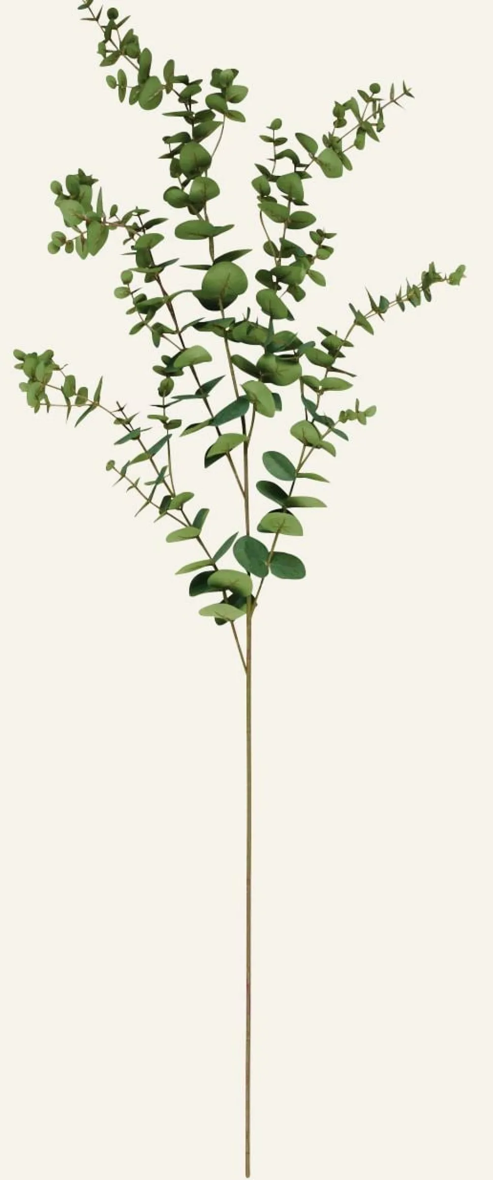 Eucalyptus extra big oksa vihreä