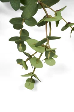 Eucalyptus extra big oksa vihreä
