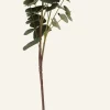 Eucalyptus oksa vihreä