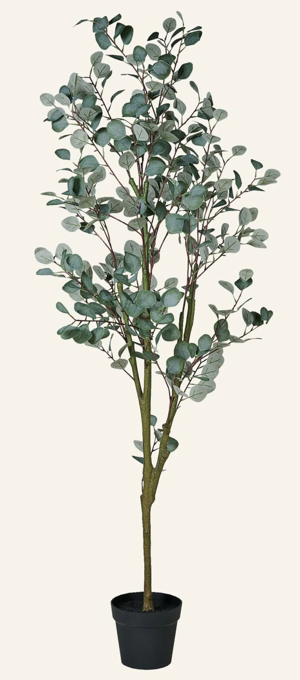 Eucalyptus tree large viherkasvi vihreä