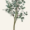 Eucalyptus tree viherkasvi vihreä