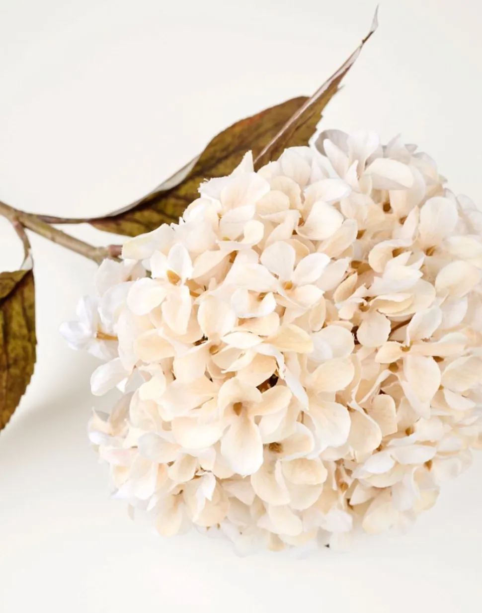 Hortensia kukka luonnonvalkoinen