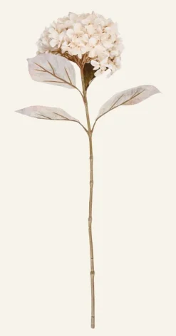 Hortensia kukka luonnonvalkoinen