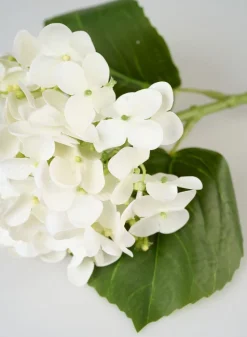 Hortensia kukka valkoinen