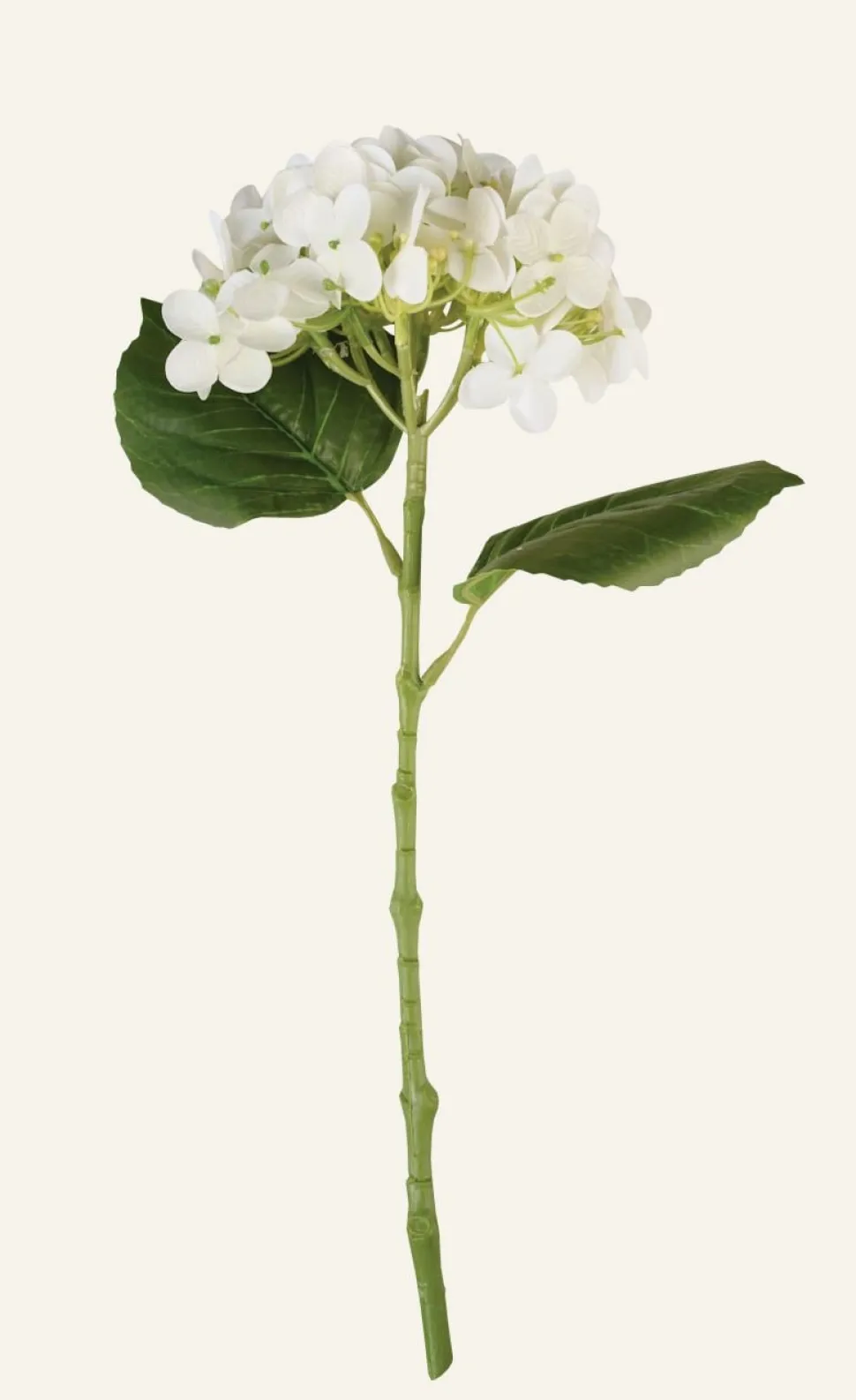 Hortensia kukka valkoinen