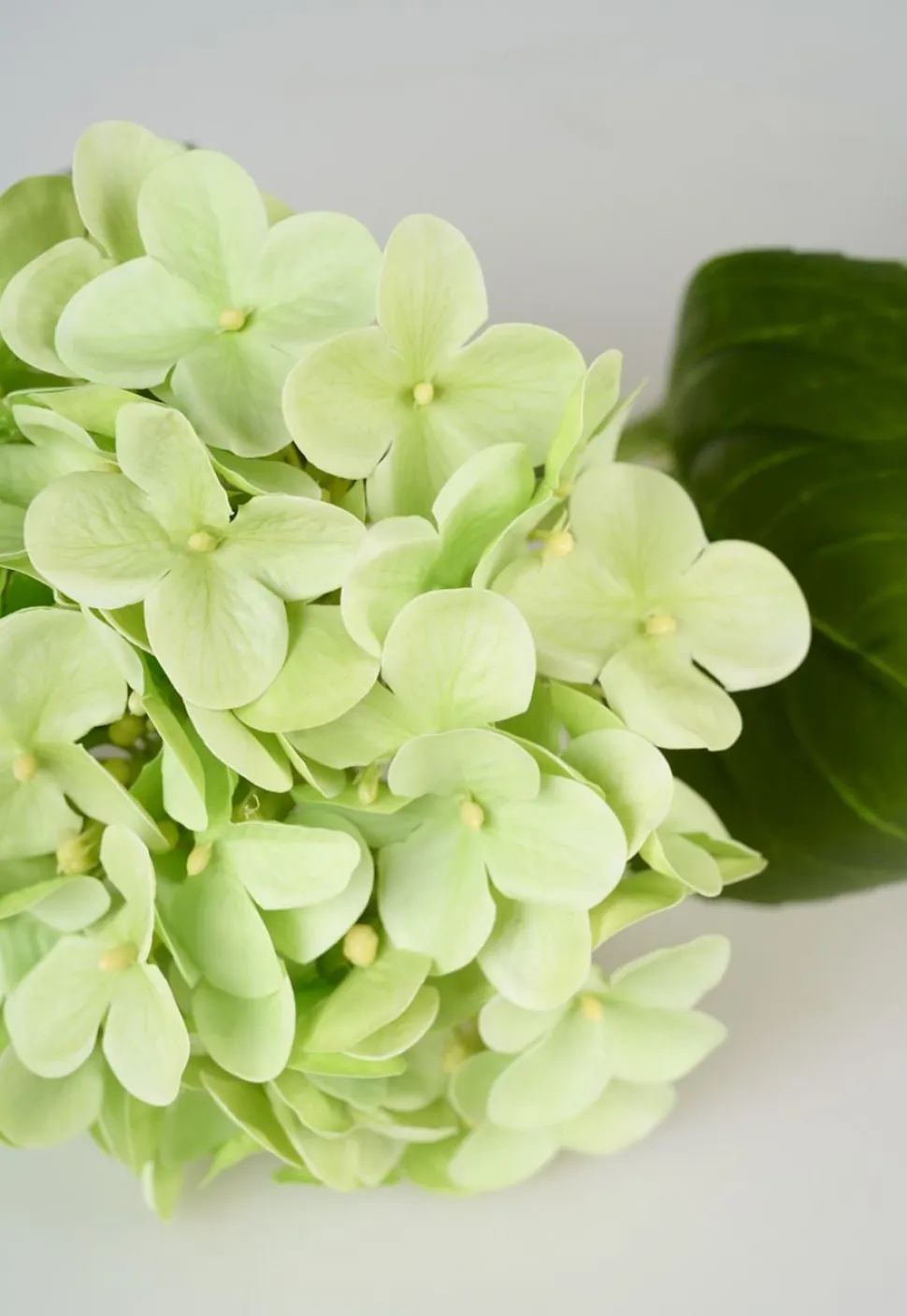 Hortensia kukka vihreä