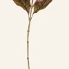 Hortensia kukka viininpunainen