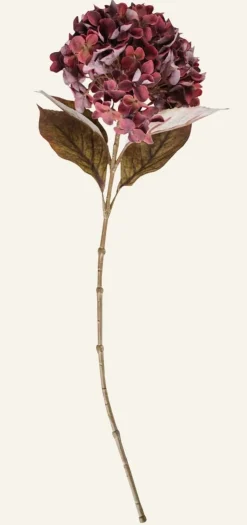 Hortensia kukka viininpunainen