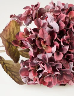 Hortensia kukka viininpunainen