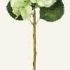 Hyndrangea S kukka vihreä