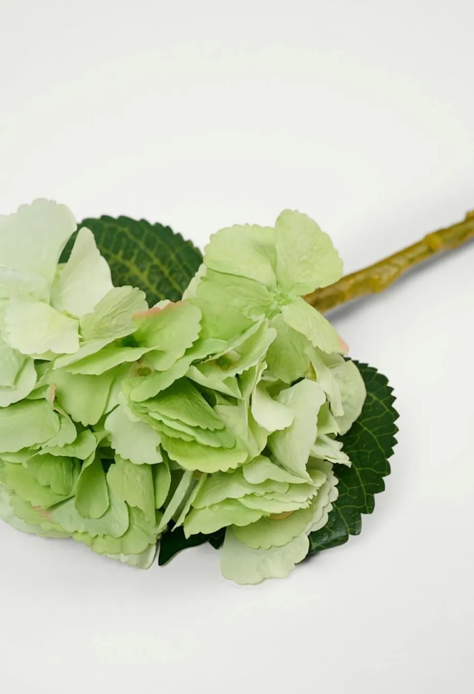 Hyndrangea S kukka vihreä