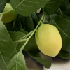 Lemon Kukkakimppu keltainen