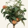 Orange Kukkakimppu oranssi