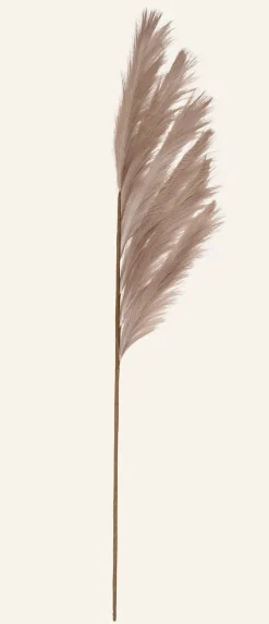 Pampas grass olki beige