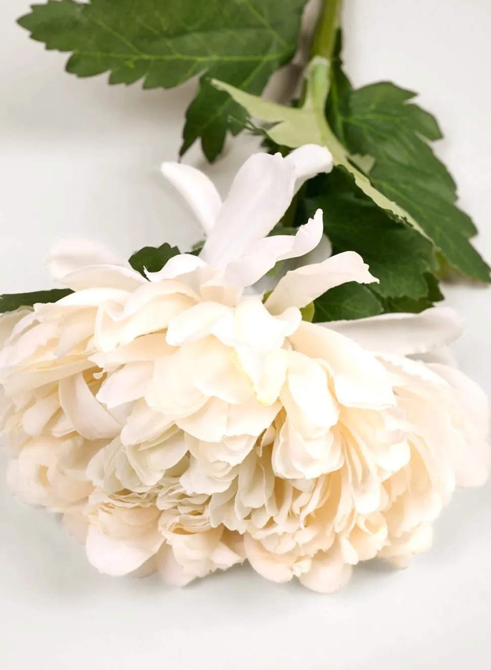 Peony RT kukka valkoinen