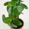 Pilea viherkasvi vihreä