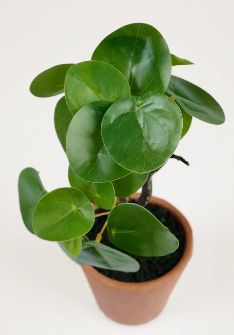Pilea viherkasvi vihreä