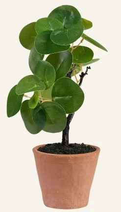 Pilea viherkasvi vihreä
