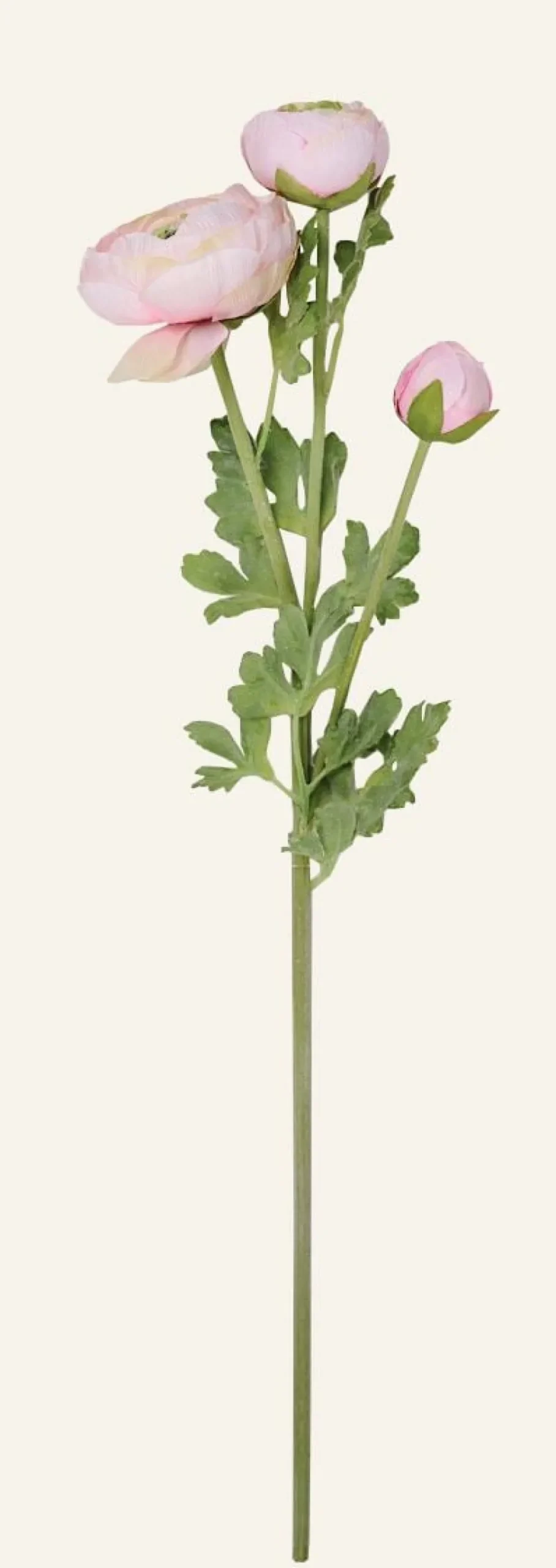 Ranuncles kukka roosa
