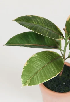 Rubber tree viherkasvi vihreä