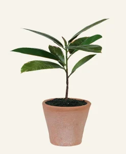 Rubber tree viherkasvi vihreä