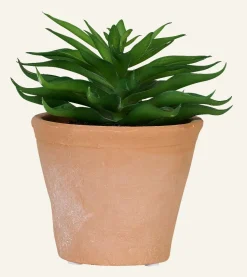 Spiky mehikasvi moniväri/vihreä