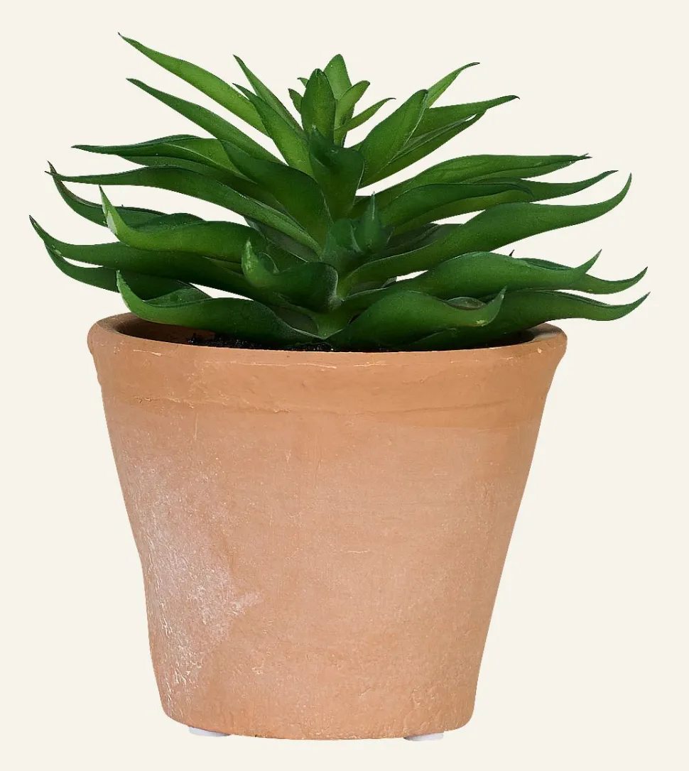 Spiky mehikasvi moniväri/vihreä