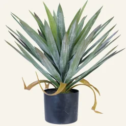 Yucca gloriosa viherkasvi vihreä