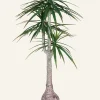 Yucca palm viherkasvi vihreä