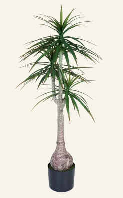 Yucca palm viherkasvi vihreä