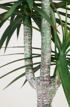 Yucca palm viherkasvi vihreä